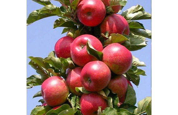 Колоновидная яблоня Баргузин из Крыма