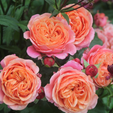 Чайно-гибридная роза Мэри Энн - саженцы питомника «Садовый Край»