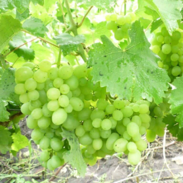 Белый виноград Гарольд - саженцы питомника «Садовый Край»
