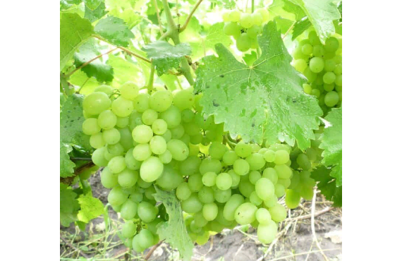 Белый виноград Гарольд из Крыма