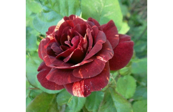 Роза чайно-гибридная Олд Ромео из Крыма