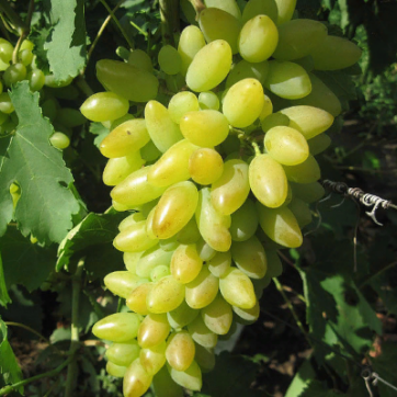 ᐉ Саженцы белого винограда в Крыму ᐉ Купить Саженцы белого винограда
