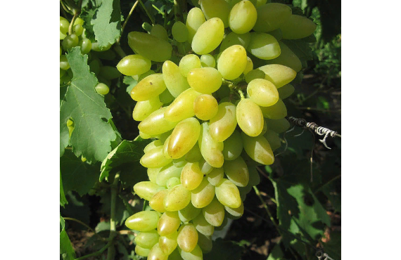 Виноград Тимур из Крыма