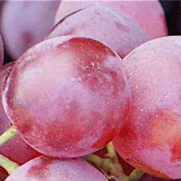Купить саженцы розового винограда из питомника «Садовый Край»