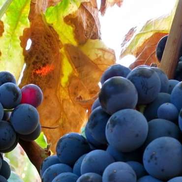 Саженцы винного винограда из питомника «Садовый Край»