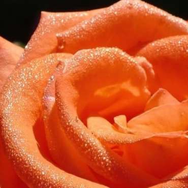 Саженцы роз из питомника «Садовый Край»
