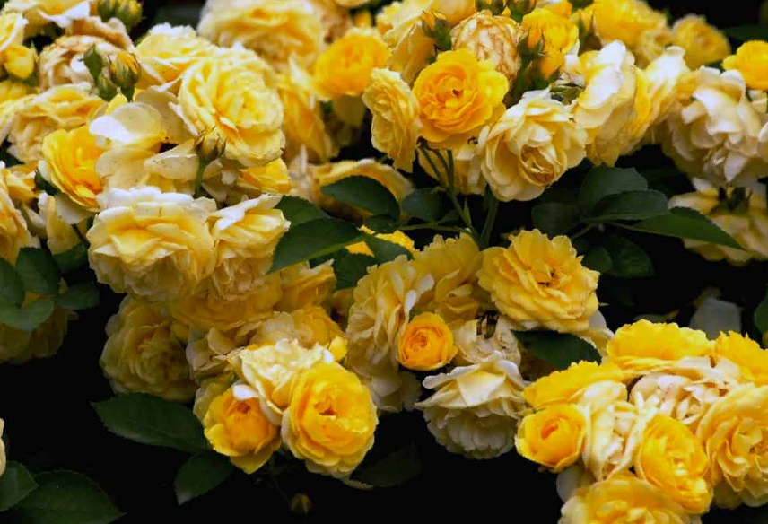 Желтые розы флорибунда, Крым