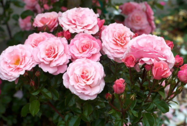 Розовые розы флорибунда