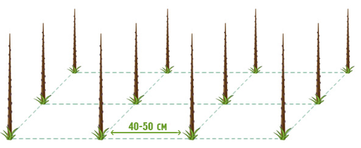 Особенности посадки колоновидной черешни