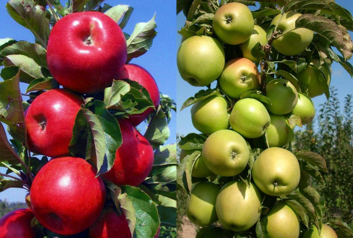 Колоновидные яблони из Крыма