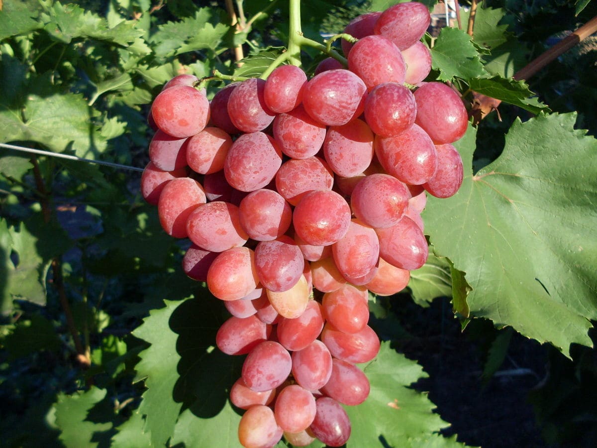 Виноград розовый из Крыма