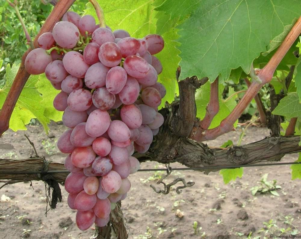 Купить саженцы розового винограда в Крыму