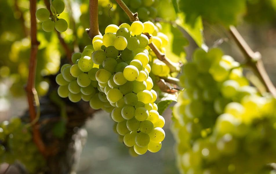 Купить саженцы технического винограда в Крыму