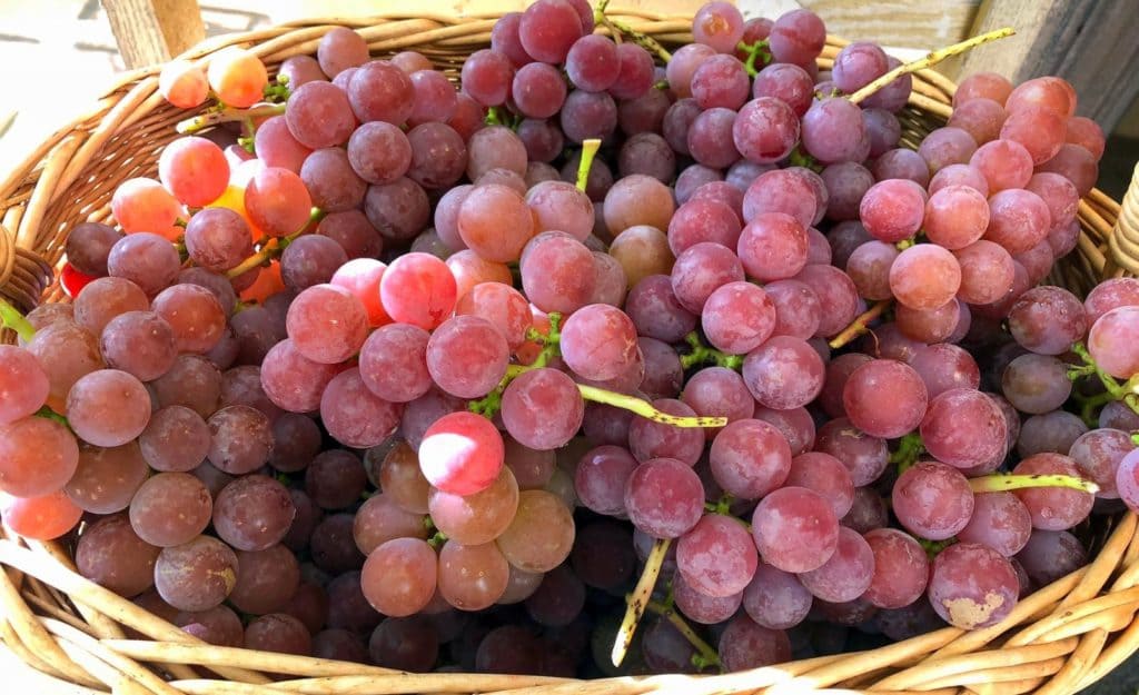 Розовый виноград винных сортов в Крыму
