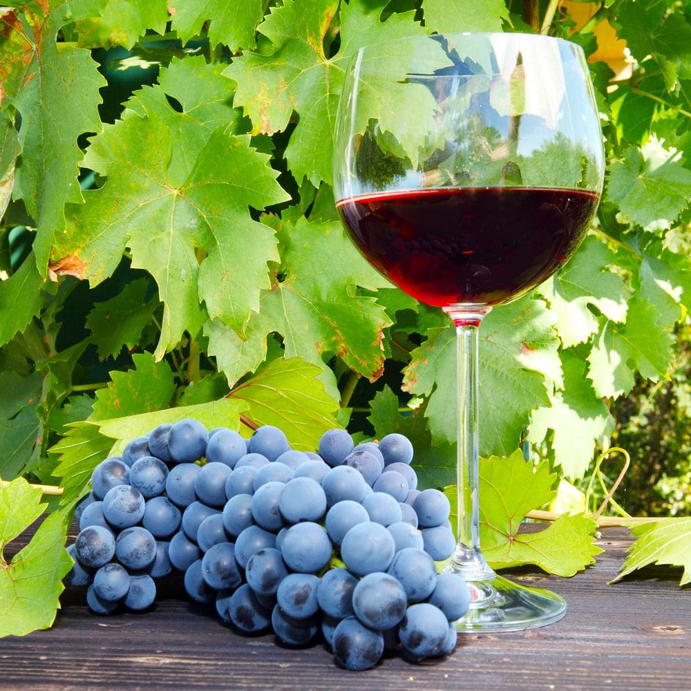 Винный виноград из Крыма
